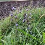 Echium vulgare Habit