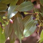 Cinnamomum burmanni 葉