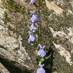 Lobelia puberula 花