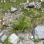 Cyperus alterniflorus Характер