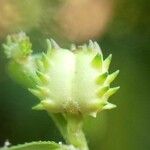 Microstachys chamaelea Fruit