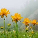 Trollius chinensis ശീലം