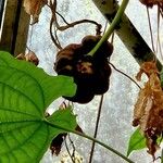 Dioscorea sansibarensis Otro