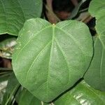 Adenia cissampeloides Leaf