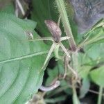 Ruellia tuberosa फल