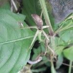 Ruellia tuberosa Fruit