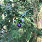 Rhaphithamnus spinosus Hoja