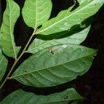 Hirtella davisii Leaf