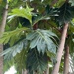Artocarpus altilisFoglia