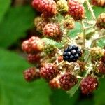 Rubus fruticosus 果実