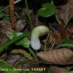 Arisarum proboscideum 花
