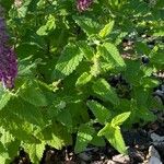 Teucrium hircanicum Leaf