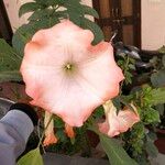 Brugmansia versicolor Blüte