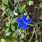 Gentiana nivalisКвітка