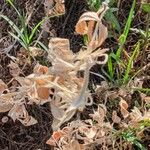 Medicago scutellata Hoja
