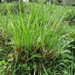 Panicum maximum Hoja