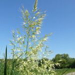 Trisetum flavescens Flower