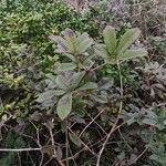 Handroanthus albus Leaf