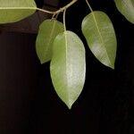 Ficus cordata Hoja