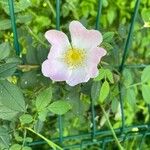Rosa micrantha ᱵᱟᱦᱟ