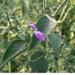 Dicliptera paniculata Leaf