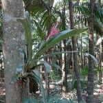 Aechmea bromeliifoliaElinympäristö