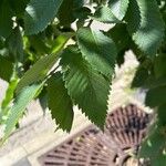 Ulmus americana Листок