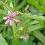 Cuphea ericoides Blomst