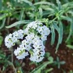 Heliotropium longiflorum Blüte