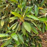 Ficus macrophyllaLeaf