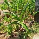 Alpinia zerumbet Blad