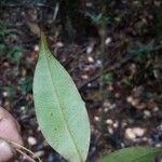 Myrcia splendens Leaf