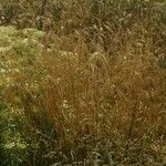 Deschampsia cespitosa Foglia