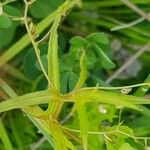 Veronica scutellata Leaf