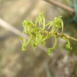 Angraecopsis parviflora Blomst