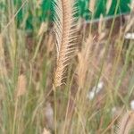 Agropyron cristatum Frukto