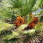 Chamaerops humilisЛист