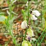 Polygala monspeliaca 花