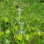 Cirsium undulatum Flower