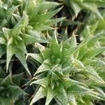 Deuterocohnia brevifolia Leaf