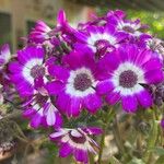 Pericallis cruentaFlower