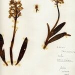 Orchis laeta Хабит