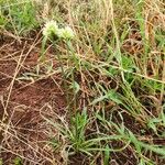 Cyperus niveus Συνήθη χαρακτηριστικά