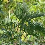 Artemisia absinthium Leaf