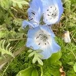 Nemophila menziesii Květ