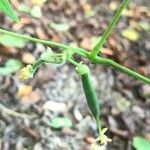 Phaseolus vulgaris Fruit