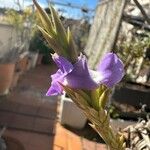Tillandsia duratii Flower