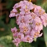 Achillea × roseoalba 花