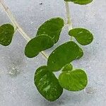 Soleirolia soleirolii Leaf