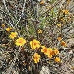 Tagetes lunulata Floare